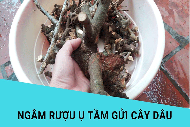 ruou-tam-gui-dau