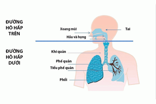 Điều Gì Gây Nên Bệnh Hô Hấp Khi Trời Lạnh.? Nên Tiêm Vắc Xin Nào Tốt