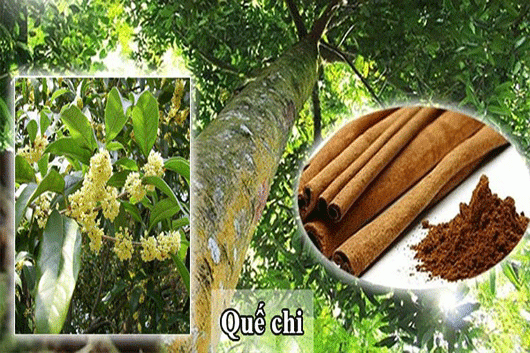 Cây Quế Chi Vị”Tại Cao Bằng Là Vị Thuốc Trị Bệnh Gì..?