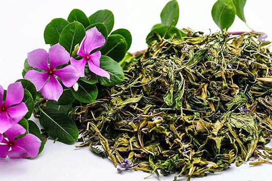 Cây Dừa Cạn Chữa Bệnh Gì..? Bài Thuốc Hay Của Người Điện Biên