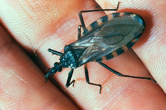 Dấu Hiệu Của Bệnh Chagas Và Cách Điều Trị Tốt Nhất